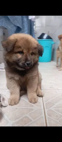 Chow chow macho 