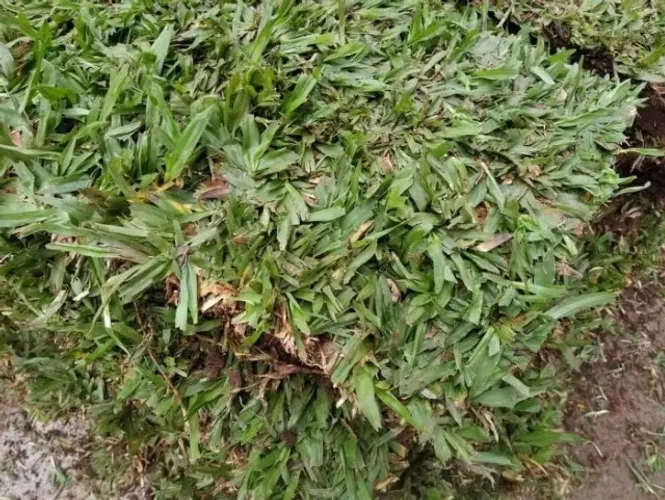 300 Metros de Grama Esmeralda Produto Premium