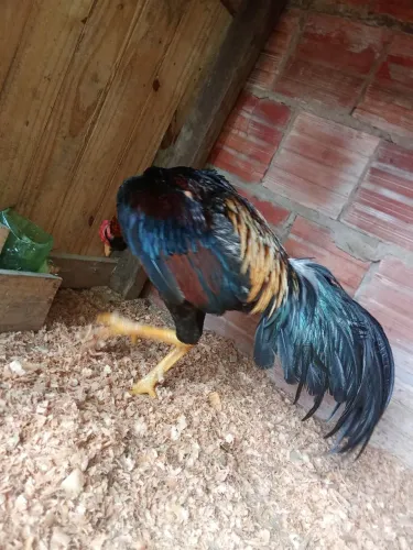 Vendo 