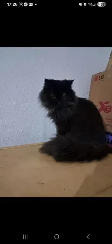 Gata Persa Preta