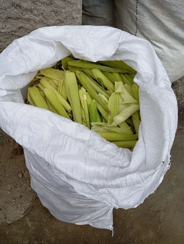Palha de milho para alimentar animais,cavalo,gado...