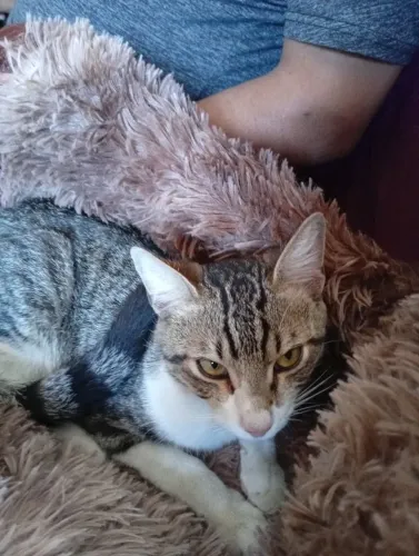 Gato pra doação