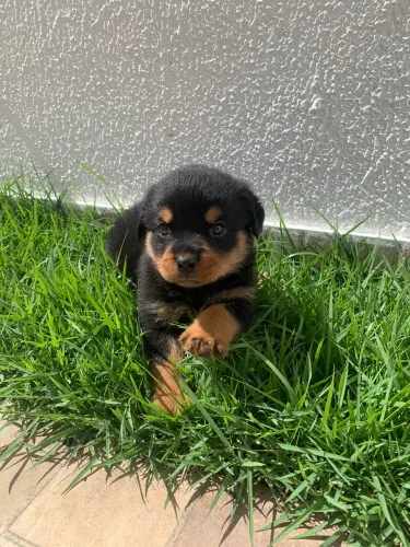 Rottweiler 