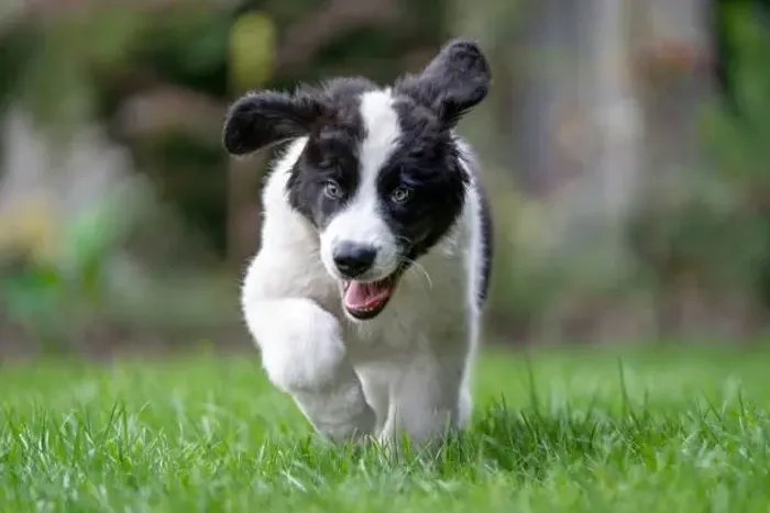 Border Collie Filhote ? Inteligência e Companheirismo