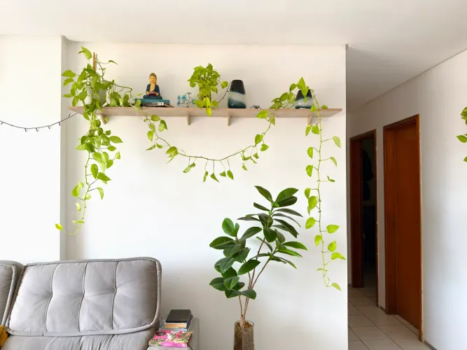 Planta Jiboia Neon Adulta de 4,20 m