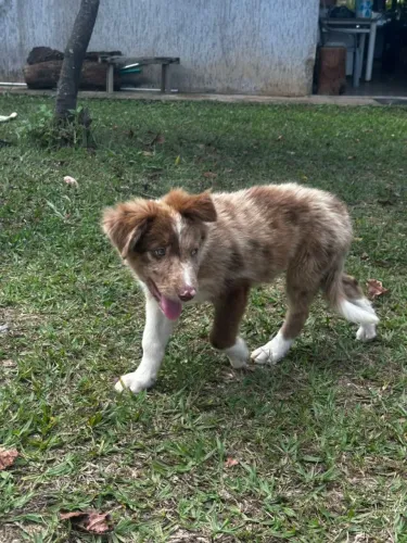 Filhotes de Border Collie