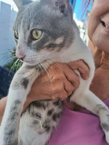 Gatinho lindo e dócil para adoção