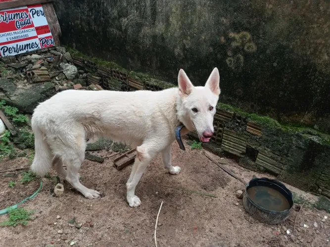 Vendo cachorro pastor suiço