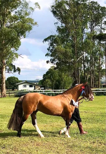 Cavalo crioulo gateado bragado