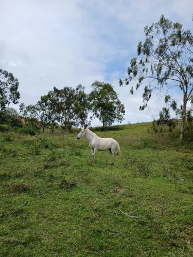 Mula mança de sela e carroça troco em bezerro