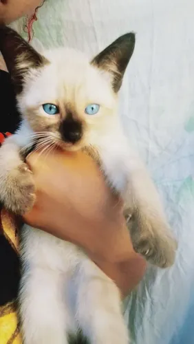 Gatinhos para adoção responsável 