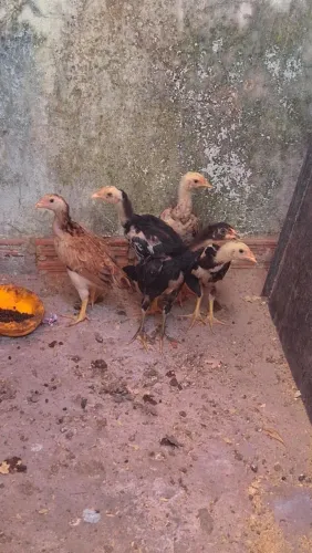 Vendo 5 pintinhos de procedência e boa genética raça mura