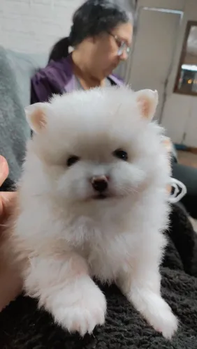 Spitz alemão todos machos. Pais nos local, tenho mais fotos e fotos dos pais