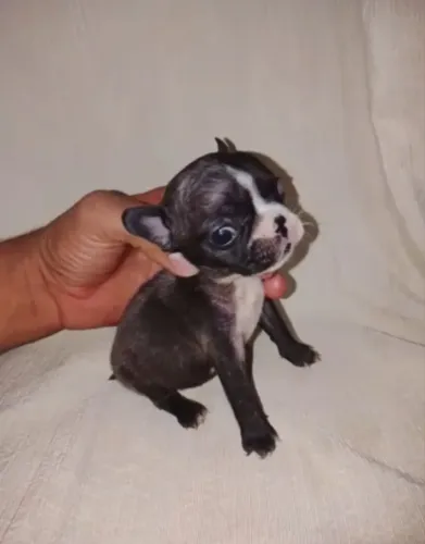 Buldogue micro machinho