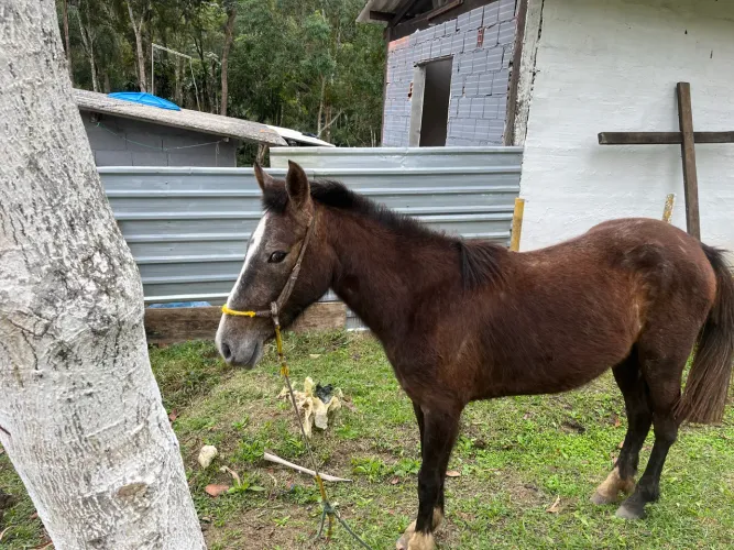 Égua piquira dócil