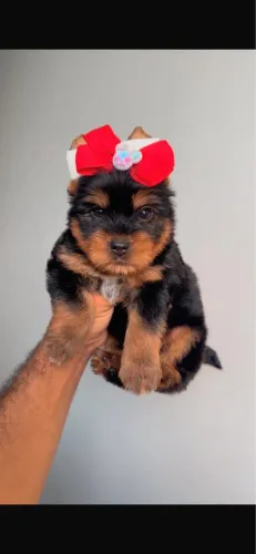 York macho e fêmea com 55 dias vacinado 