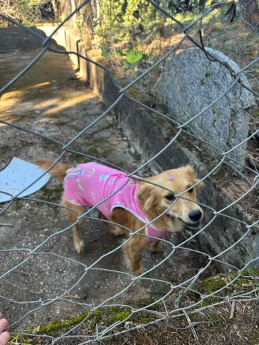 Cachorro para adoção 