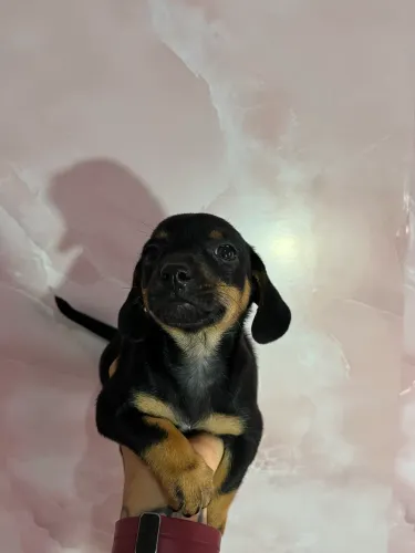Cachorro