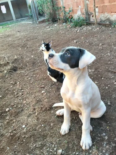 Doação filhote de Pitbull