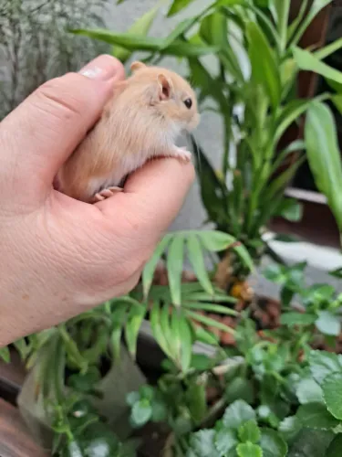 Filhotes Gerbil Esquilo da Mongoli Argente Golden