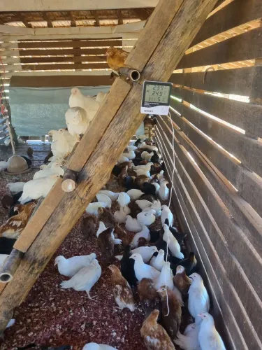 Oportu de inves em granja caipira