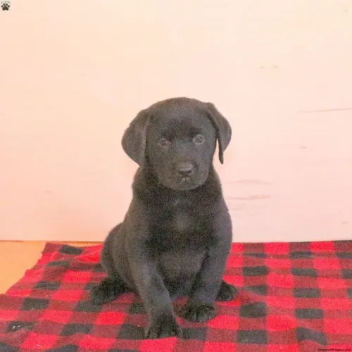 ? Chama e veja os mais lindos