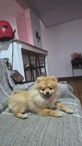 Babá de pet pequeno porte.