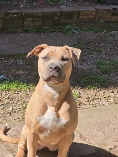 Pitmonster super dócil e protetora