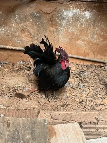 Galo Garnizer