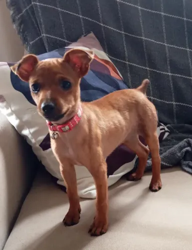 Pinscher fêmea N1 6 meses