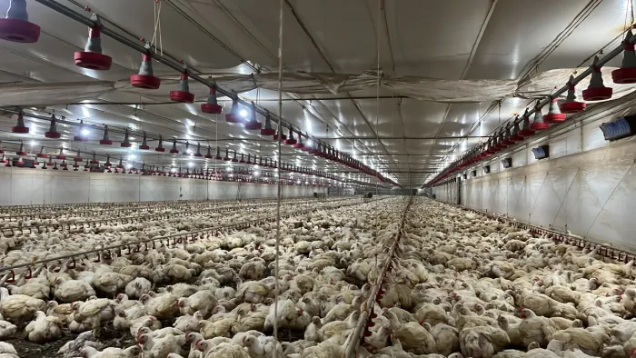 VAGA EMPREGO GRANJEIRO