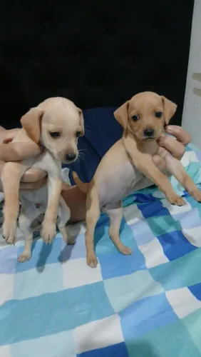 Vende-se cachorro pincher