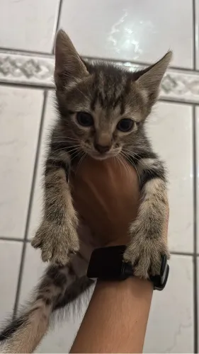 Gatos para adoção