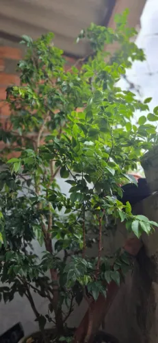 Muda de Jaboticaba em produção - INVESTIMENTO 