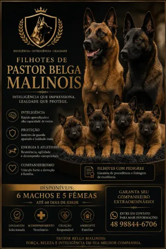? Pastor Belga Malinois com Pedigree | 11 Filhotes Disponíveis
