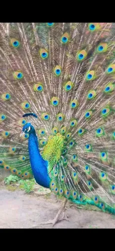 Galinha azul