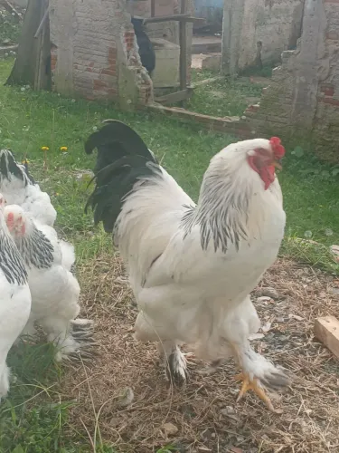 E gralo grande e 2 galinhas brama light 600