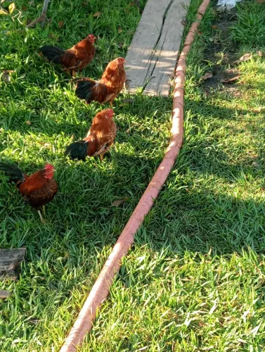 Vendo ou troco por galinhas botadeira 