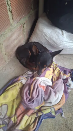 Pinscher N 1° macho vendo ou troco 500
