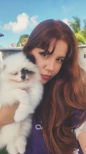 Lindo Pandinha Lulu da Pomerânia anão macho