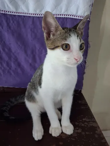 Doa-se gato