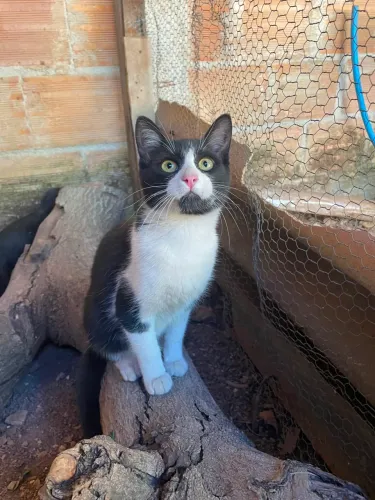 Doação de gata fêmea