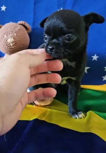 Chihuahua com Pinscher pretinhos 