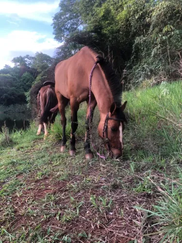 Cavalo