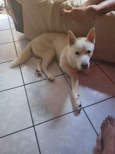 Cachorro pra doação