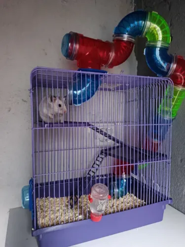 Vendo gaiola com hamister é uma gaiola pequena por apenas 180 reais.