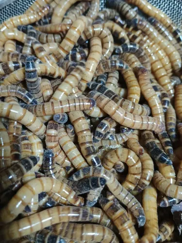 Larvas de Tenébrio Gigante