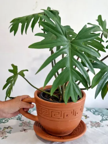 Vaso de barro
