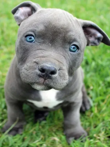 American Bully