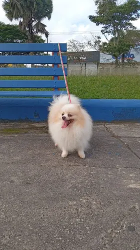 Procuro uma namorada Spitz alemão 